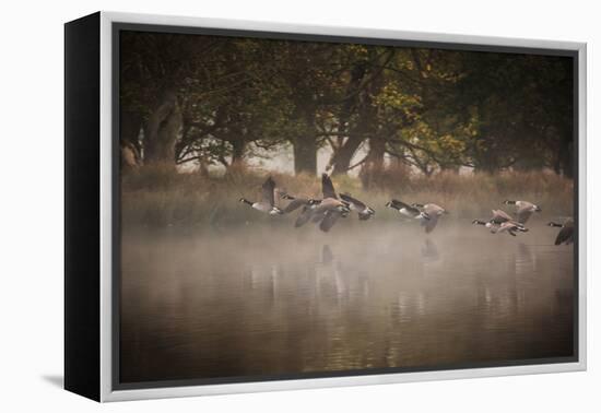Canada Geese, Branta Canadensis, Taking Off in Unison from Pen Ponds in Richmond Park in Autumn-Alex Saberi-Framed Premier Image Canvas