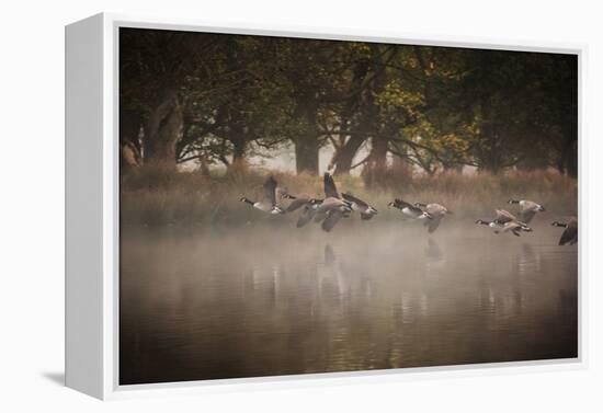 Canada Geese, Branta Canadensis, Taking Off in Unison from Pen Ponds in Richmond Park in Autumn-Alex Saberi-Framed Premier Image Canvas