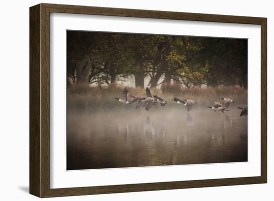 Canada Geese, Branta Canadensis, Taking Off in Unison from Pen Ponds in Richmond Park in Autumn-Alex Saberi-Framed Photographic Print