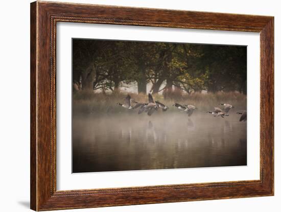 Canada Geese, Branta Canadensis, Taking Off in Unison from Pen Ponds in Richmond Park in Autumn-Alex Saberi-Framed Photographic Print