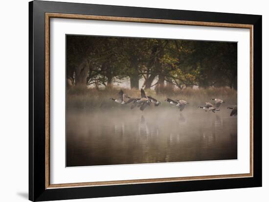 Canada Geese, Branta Canadensis, Taking Off in Unison from Pen Ponds in Richmond Park in Autumn-Alex Saberi-Framed Photographic Print