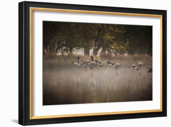 Canada Geese, Branta Canadensis, Taking Off in Unison from Pen Ponds in Richmond Park in Autumn-Alex Saberi-Framed Photographic Print