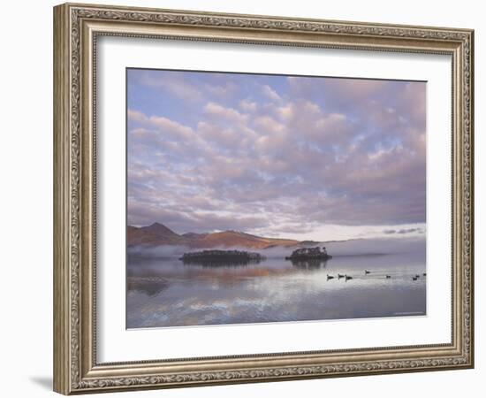 Canada Geese, Derwent Water, Lake District National Park, Cumbria, England, United Kingdom-Neale Clarke-Framed Photographic Print