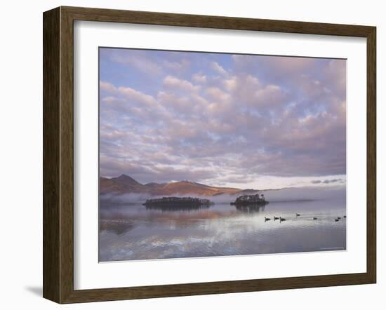 Canada Geese, Derwent Water, Lake District National Park, Cumbria, England, United Kingdom-Neale Clarke-Framed Photographic Print