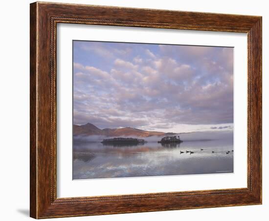 Canada Geese, Derwent Water, Lake District National Park, Cumbria, England, United Kingdom-Neale Clarke-Framed Photographic Print