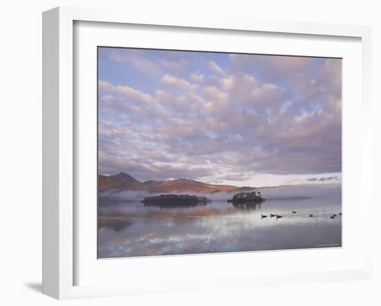 Canada Geese, Derwent Water, Lake District National Park, Cumbria, England, United Kingdom-Neale Clarke-Framed Photographic Print