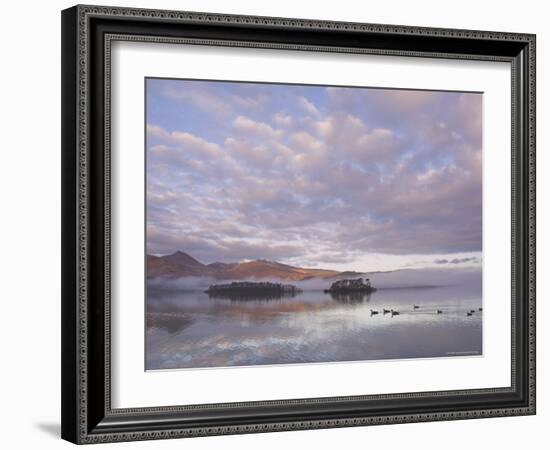 Canada Geese, Derwent Water, Lake District National Park, Cumbria, England, United Kingdom-Neale Clarke-Framed Photographic Print