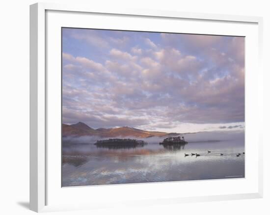 Canada Geese, Derwent Water, Lake District National Park, Cumbria, England, United Kingdom-Neale Clarke-Framed Photographic Print