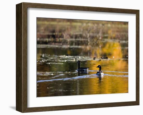 Canada Geese, Ewell Reservation, Rowley, Massachusetts USA-Jerry & Marcy Monkman-Framed Photographic Print