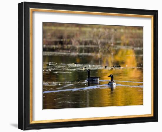 Canada Geese, Ewell Reservation, Rowley, Massachusetts USA-Jerry & Marcy Monkman-Framed Photographic Print