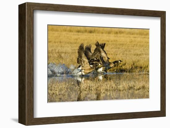 Canada Geese Flock Takeoff-Larry Ditto-Framed Photographic Print