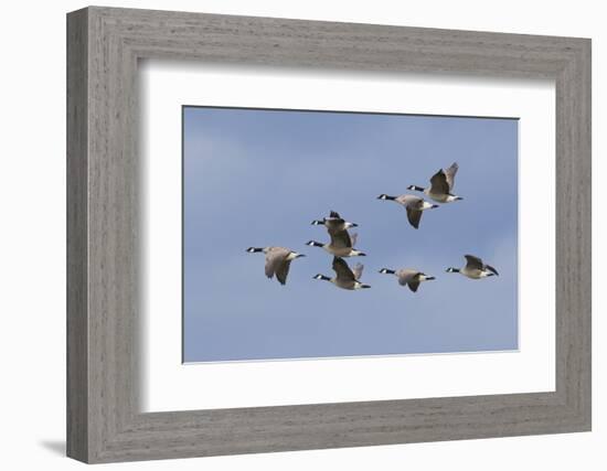 Canada geese flock-Ken Archer-Framed Photographic Print