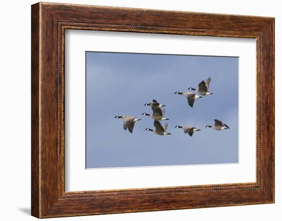 Canada geese flock-Ken Archer-Framed Photographic Print