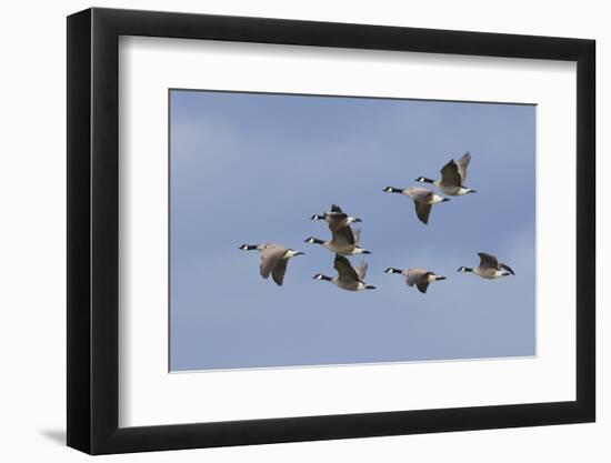 Canada geese flock-Ken Archer-Framed Photographic Print