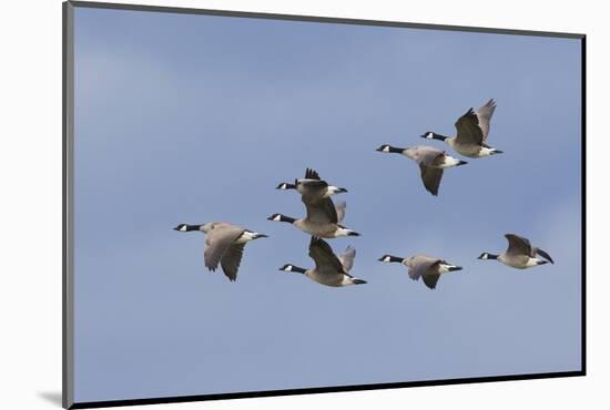 Canada geese flock-Ken Archer-Mounted Photographic Print