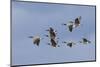 Canada geese flock-Ken Archer-Mounted Photographic Print