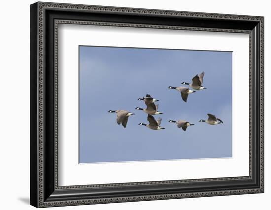 Canada geese flock-Ken Archer-Framed Photographic Print