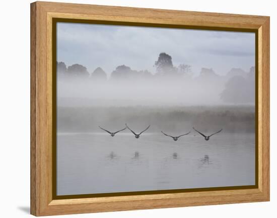 Canada Geese Fly Over Pen Ponds in Winter-Alex Saberi-Framed Premier Image Canvas