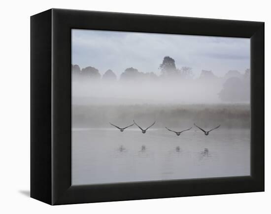 Canada Geese Fly Over Pen Ponds in Winter-Alex Saberi-Framed Premier Image Canvas