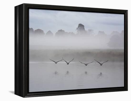 Canada Geese Fly Over Pen Ponds in Winter-Alex Saberi-Framed Premier Image Canvas