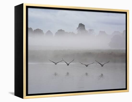 Canada Geese Fly Over Pen Ponds in Winter-Alex Saberi-Framed Premier Image Canvas