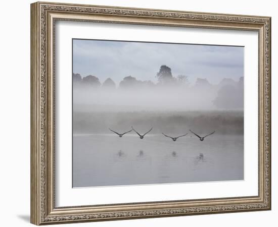 Canada Geese Fly Over Pen Ponds in Winter-Alex Saberi-Framed Photographic Print