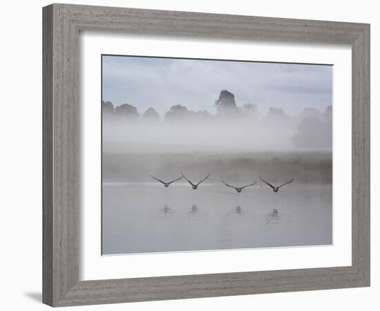 Canada Geese Fly Over Pen Ponds in Winter-Alex Saberi-Framed Photographic Print