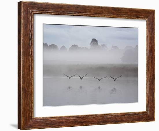 Canada Geese Fly Over Pen Ponds in Winter-Alex Saberi-Framed Photographic Print