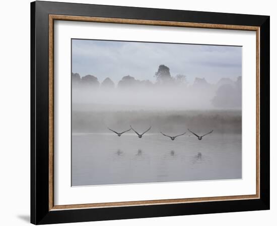 Canada Geese Fly Over Pen Ponds in Winter-Alex Saberi-Framed Photographic Print