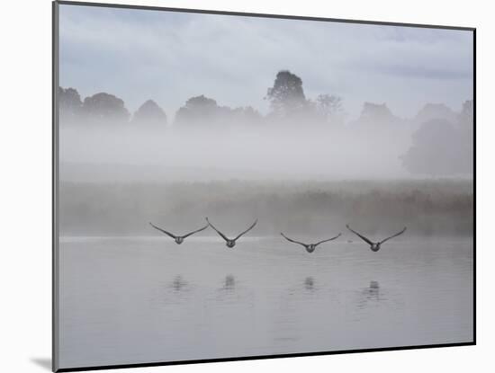 Canada Geese Fly Over Pen Ponds in Winter-Alex Saberi-Mounted Photographic Print