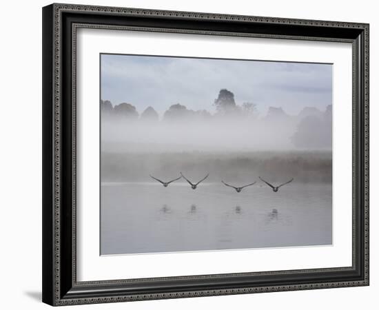 Canada Geese Fly Over Pen Ponds in Winter-Alex Saberi-Framed Photographic Print