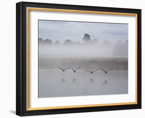 Canada Geese Fly Over Pen Ponds in Winter-Alex Saberi-Framed Photographic Print