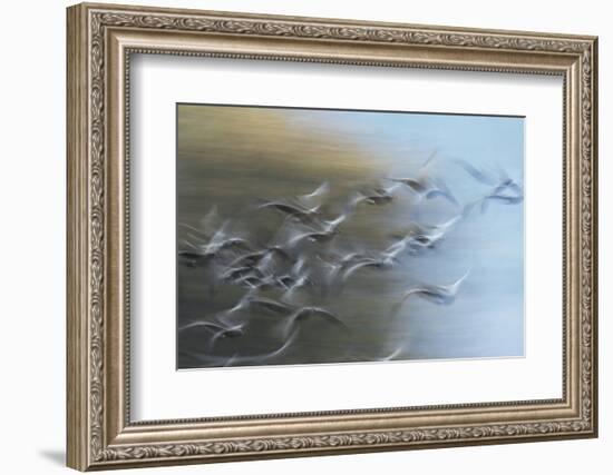 Canada Geese flying-Ken Archer-Framed Photographic Print