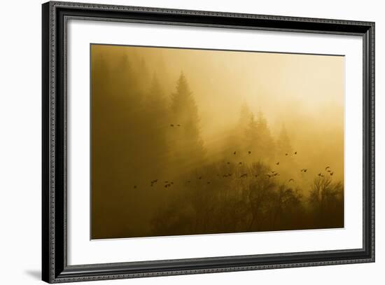 Canada Geese, Foggy Morning Flight-Ken Archer-Framed Photographic Print