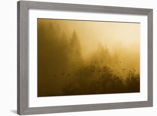 Canada Geese, Foggy Morning Flight-Ken Archer-Framed Photographic Print