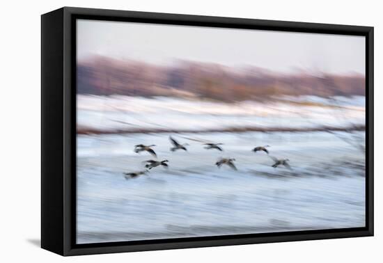 Canada Geese in Flight over Frozen Wetlands, West Lafayette, Indiana-Rona Schwarz-Framed Premier Image Canvas