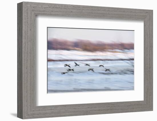 Canada Geese in Flight over Frozen Wetlands, West Lafayette, Indiana-Rona Schwarz-Framed Photographic Print