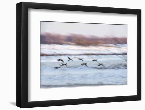 Canada Geese in Flight over Frozen Wetlands, West Lafayette, Indiana-Rona Schwarz-Framed Photographic Print