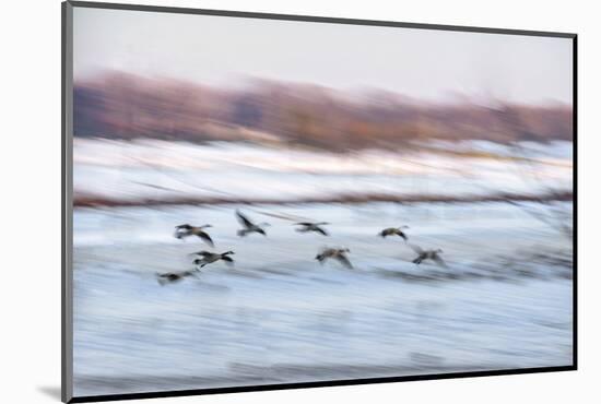 Canada Geese in Flight over Frozen Wetlands, West Lafayette, Indiana-Rona Schwarz-Mounted Photographic Print