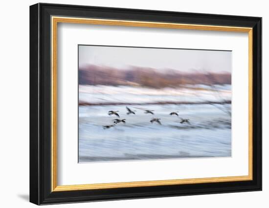 Canada Geese in Flight over Frozen Wetlands, West Lafayette, Indiana-Rona Schwarz-Framed Photographic Print