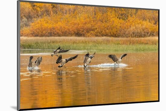 Canada geese landing and reflection on water, Grand Teton National Park.-Adam Jones-Mounted Photographic Print