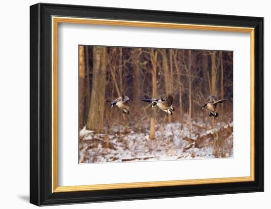 Canada Geese Landing on Frozen Lake, Marion, Illinois, Usa-Richard ans Susan Day-Framed Photographic Print