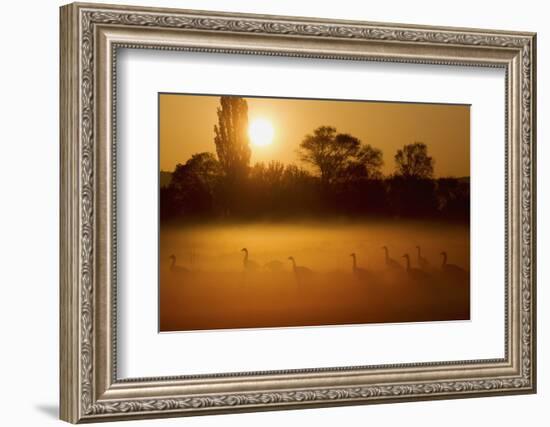 Canada Geese, Misty Dawn-Ken Archer-Framed Photographic Print
