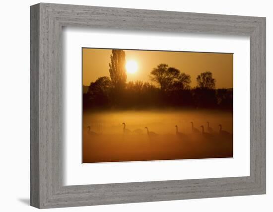 Canada Geese, Misty Dawn-Ken Archer-Framed Photographic Print