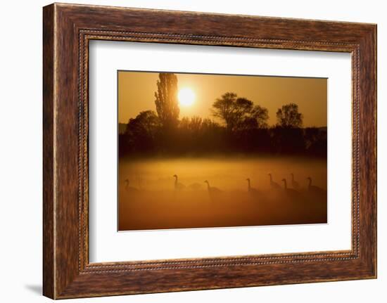 Canada Geese, Misty Dawn-Ken Archer-Framed Photographic Print