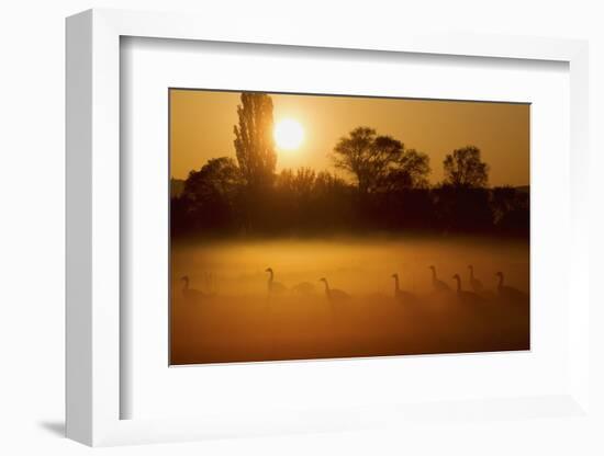 Canada Geese, Misty Dawn-Ken Archer-Framed Photographic Print