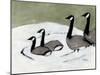 Canada Geese on David's Pond, C.2019 (Charcoal, Watercolor and Gesso on Paper)-Janel Bragg-Mounted Giclee Print