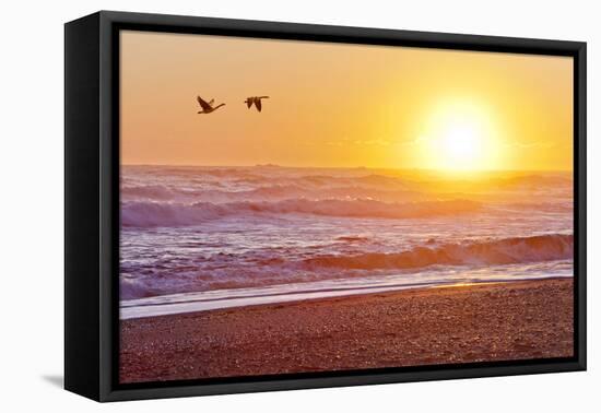 Canada Geese over Rialto Beach at Sunset, Olympic NP, Washington, USA-Jaynes Gallery-Framed Premier Image Canvas