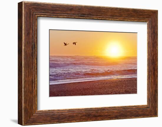 Canada Geese over Rialto Beach at Sunset, Olympic NP, Washington, USA-Jaynes Gallery-Framed Photographic Print