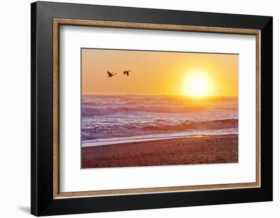 Canada Geese over Rialto Beach at Sunset, Olympic NP, Washington, USA-Jaynes Gallery-Framed Photographic Print